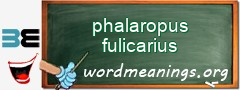 WordMeaning blackboard for phalaropus fulicarius